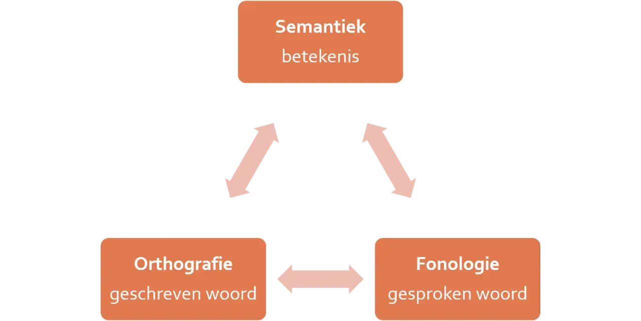 Schema toont de relatie tussen semantiek (betekenis), orthografie (geschreven woord) en fonologie (gesproken woord). Handig voor woordjes leren.